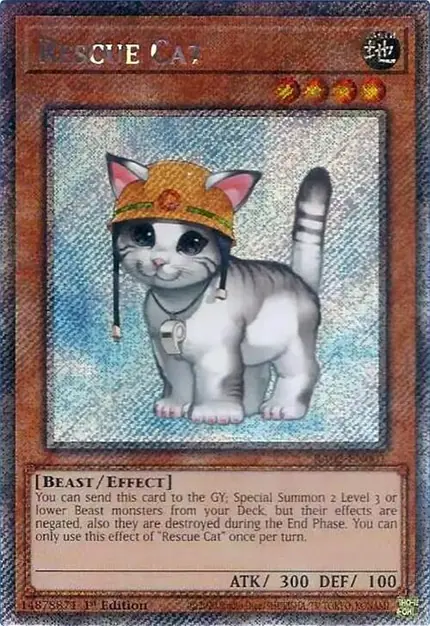 Rescue Cat