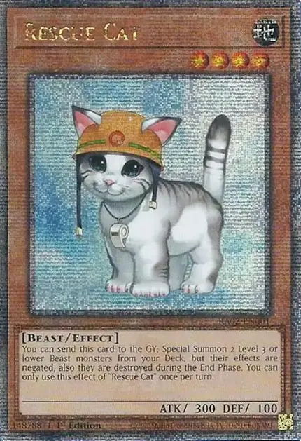Rescue Cat