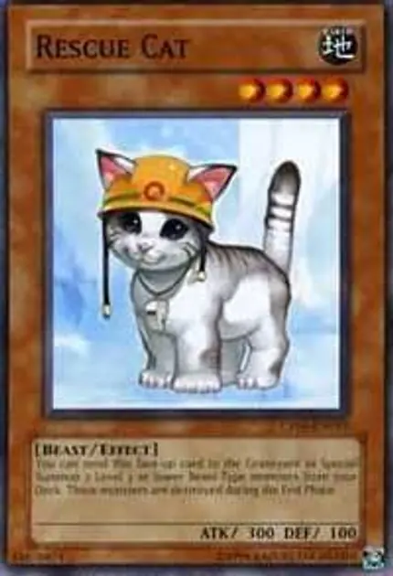 Rescue Cat