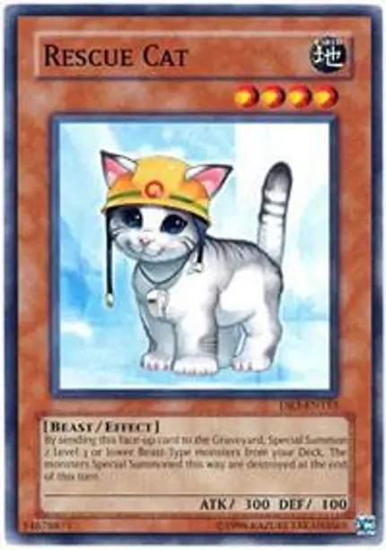 Rescue Cat