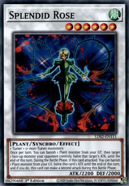 Splendid Rose